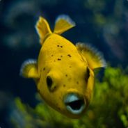 TSM
