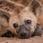 #1 hyena fan