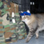 militarycat