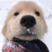 世界无敌电击小子