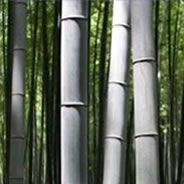 Bambu Prateado