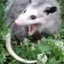 Panicked_Opossum