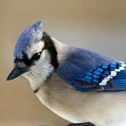 bluejay