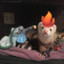 ferretman