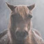 Evil And Intimidating Horse
