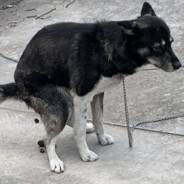 打火机与公主裙