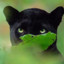 itpanther
