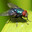 Mosca Média