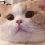 树獭