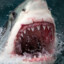 sharkcool1912