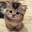 littlekitten