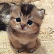 littlekitten