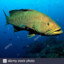 emperor-grouper.WebP