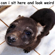 Little Hyena Creature