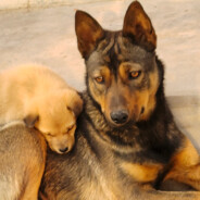 和班加罗尔小姐去电力区逛商场买点萨尔沃中指