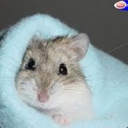 HamsterMolhado