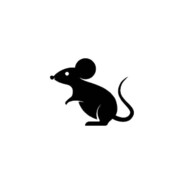 Rat