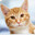 orange tabby cat