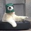 Polar Gee