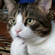 КОШАК