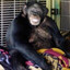 Travis (chimpanzee)