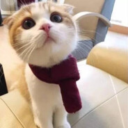 法治社会救了你