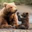 Papa Bear