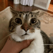 SSS+ Rang ghoul tempestdouble