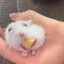 Dvcky