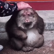 fat chinese monkey