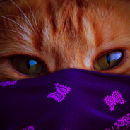 WHISKAS avatar
