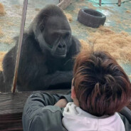 艾伦格厨师长老杨