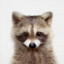 LittleRaccoon47