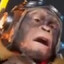 FormulaAcorn703