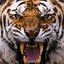 Tiger Roar in Once