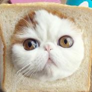 chaos不是一只喵