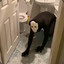 TheToiletGuardian