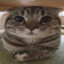 farreky)