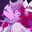 Hytusk's Avatar
