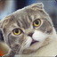 Scottish Fold