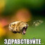 Гойда 52