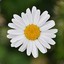 Marguerite