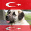 GREAT ISLAMIC DOG