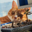 猫猫头