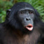 Chimp