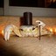 Elegant Crab