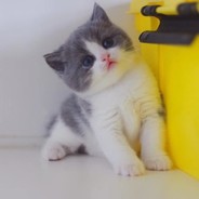 七尺大汉杨秀琴