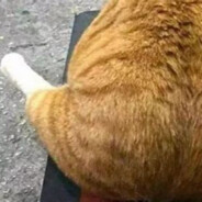 没有梦想的橘猫