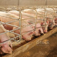 Pork is halal