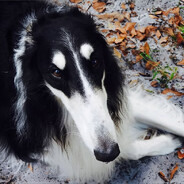 #borzoi4Eva